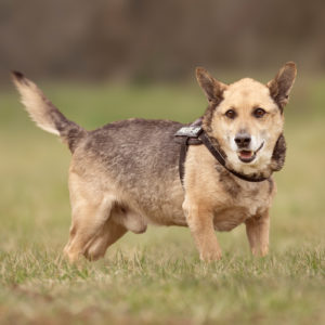 borito-oliver borito-oliver