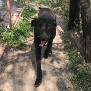 borito_andor borito_andor