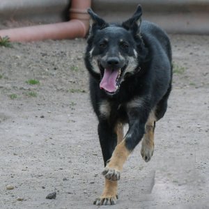 borito_marcell borito_marcell