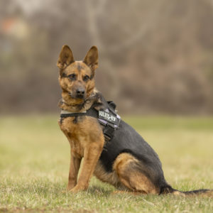 DSC04381_k DSC04381_k