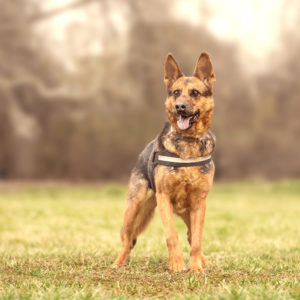 DSC04388_k DSC04388_k