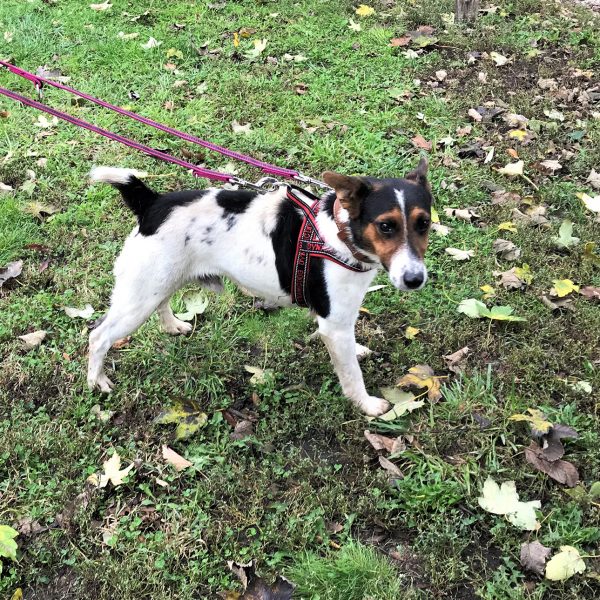 Mogyoro3_2 Mogyoro3_2