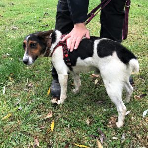 Mogyoro6_2 Mogyoro6_2