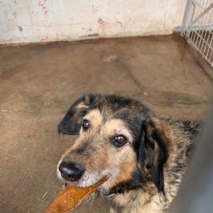 Adomany_2020.11.13._3-1