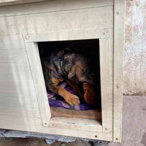 Adomany_2020.11.13._4-1