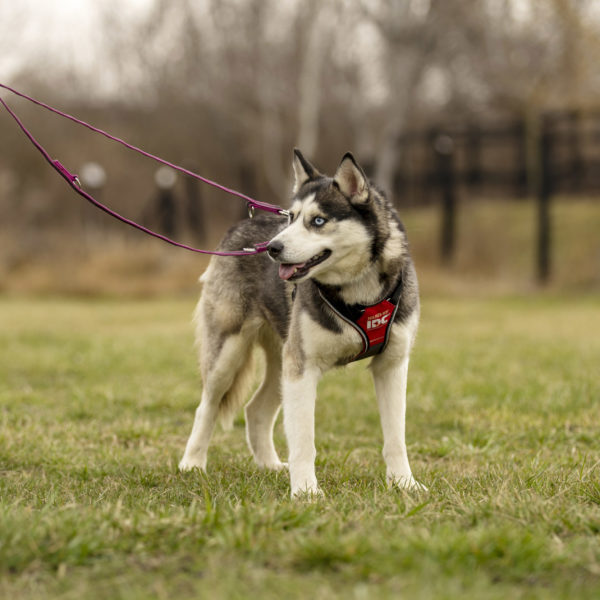 DSC04042_k DSC04042_k