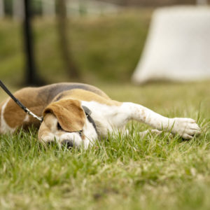 DSC04095_k DSC04095_k