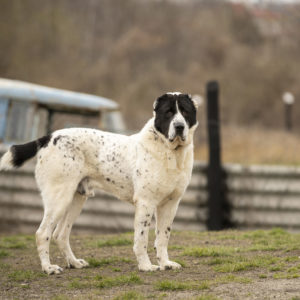 DSC04529-k DSC04529-k