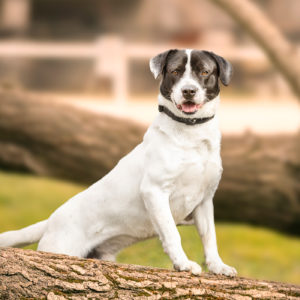 borito-sparko borito-sparko