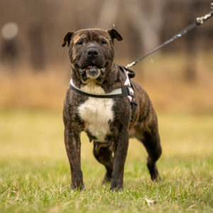 borito-suzy borito-suzy