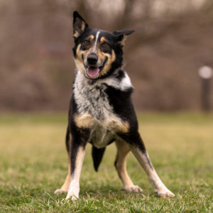 borito-vivi borito-vivi