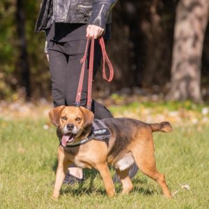 Ranger10 (2) Ranger10 (2)