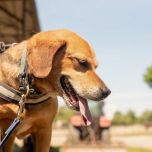 Ranger30_0 Ranger30_0