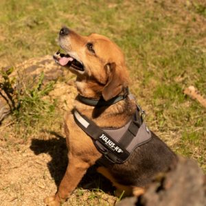 Ranger31_0 Ranger31_0