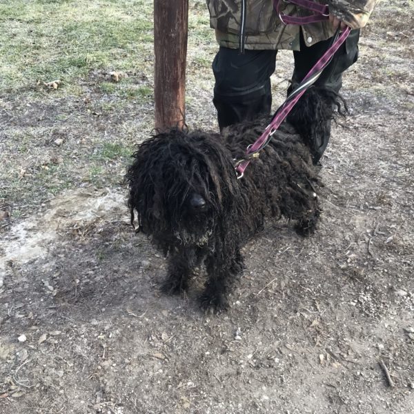 Gombóc Artúr4 Gombóc Artúr4