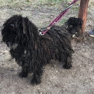 Gombóc Artúr5 Gombóc Artúr5