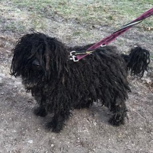 Gombóc Artúr6 Gombóc Artúr6