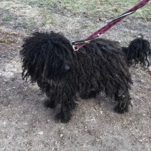 Gombóc Artúr8 Gombóc Artúr8