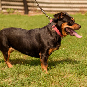 44_ebarvahaz_-239 44_ebarvahaz_-239