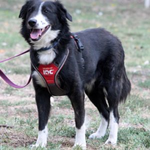 Drukker46_0 Drukker46_0