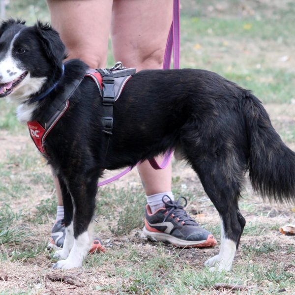 Drukker49_0 Drukker49_0