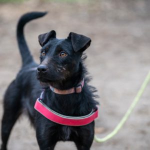 1 éves keverék szuka