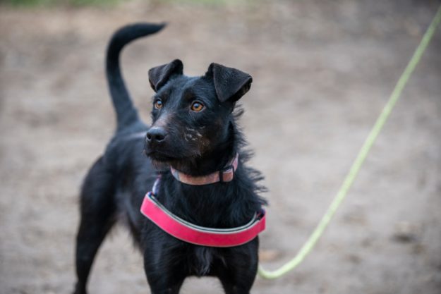 1 éves keverék szuka