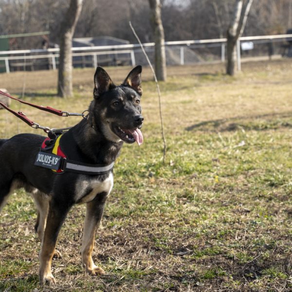 Hektor38_0 Hektor38_0