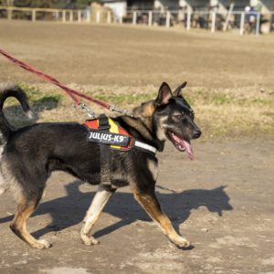 Hektor41_0 Hektor41_0