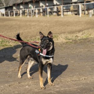 Hektor42_0 Hektor42_0