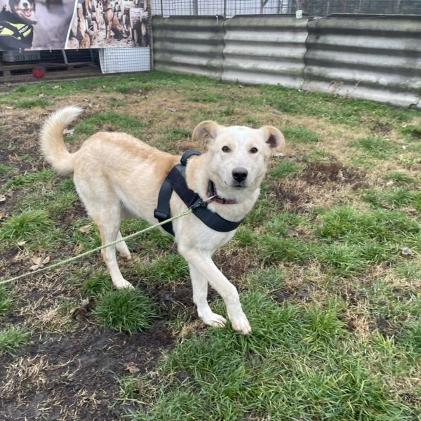 Szamóca10 Szamóca10