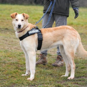 Szamóca34 Szamóca34