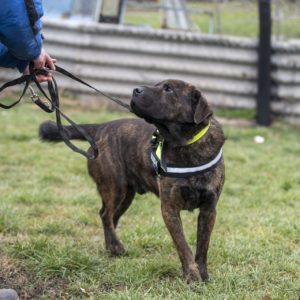 Tony Maci4_0 Tony Maci4_0