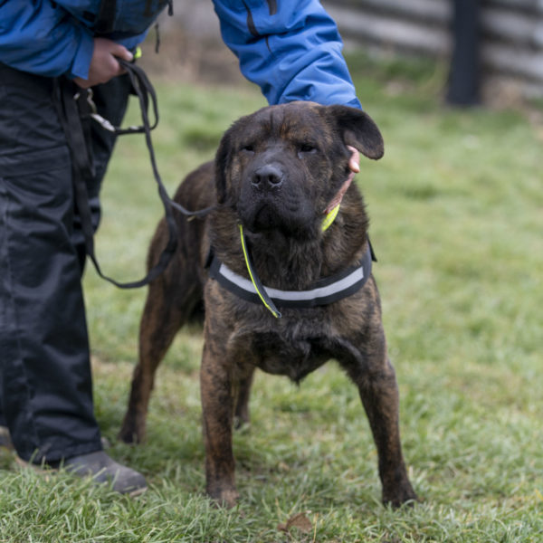 Tony Maci6 Tony Maci6