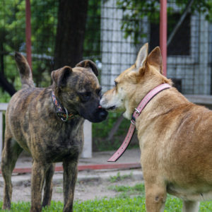 Pufirizsa-Csiki1 Pufirizsa-Csiki1